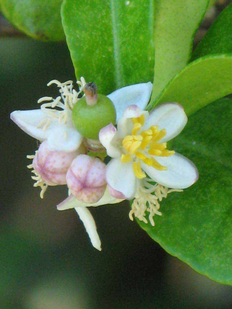                 Flower   (Kaffir, Winter Haven, FL)       